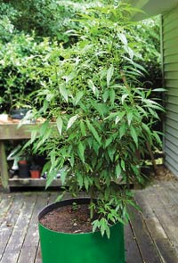 1 busted for growing pot