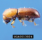 Pine bark beetle