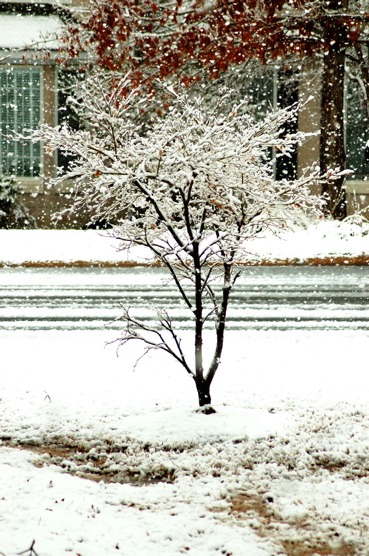 Snow_Tree