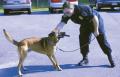 New PTC ‘officer’ sniffs out contraband