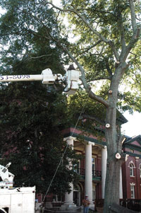 Oaks at Coweta Courthouse removed