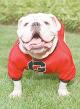 GoDawgs1's picture